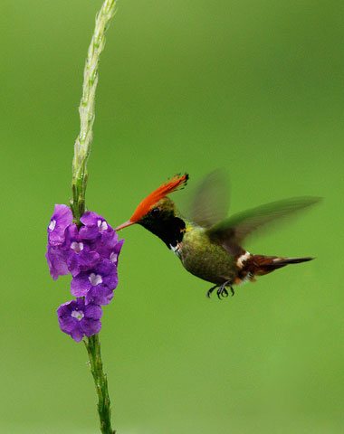 Bird Watching Machupicchu