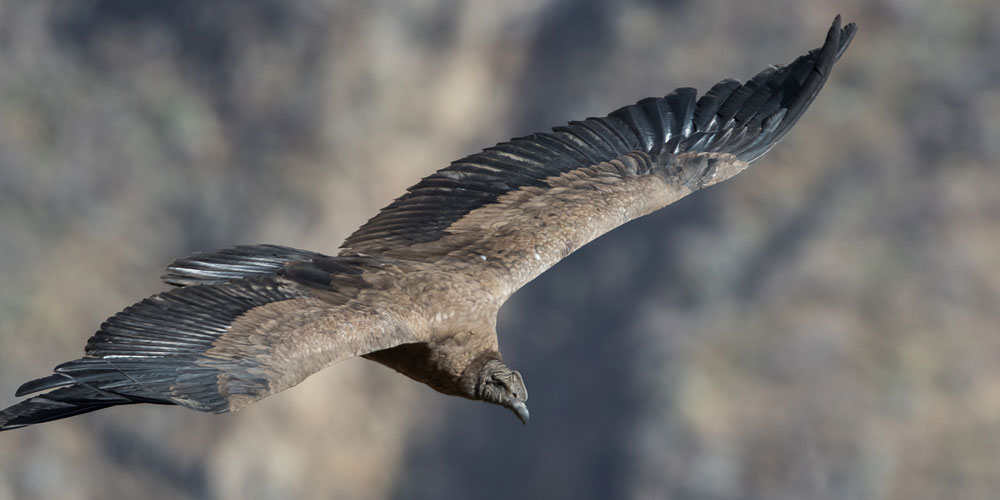 Our Machu Picchu & Colca Canyon Trip 10 Days 9 Nights