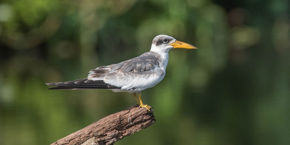 Our Manu & Bird Watching Trip 10 Days 9 Nights