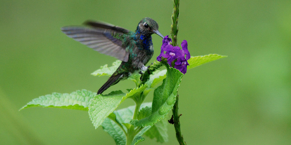 Our Manu & Bird Watching Trip 10 Days 9 Nights